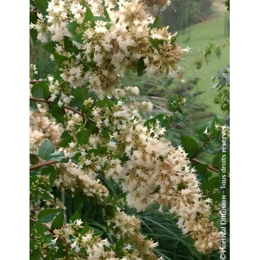 ABELIA chinensis - Abélia de Chine