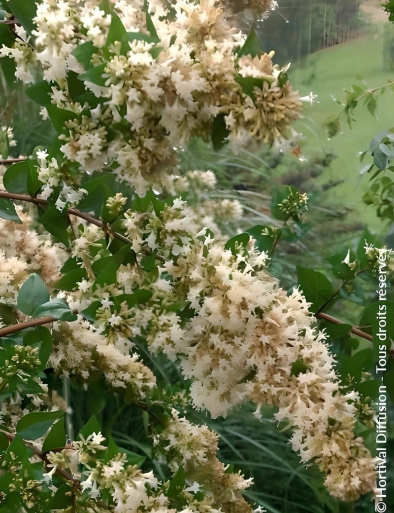 ABELIA chinensis - Abélia de Chine