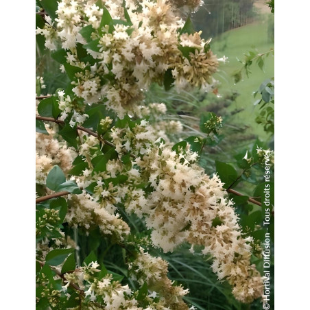 ABELIA chinensis - Abélia de Chine