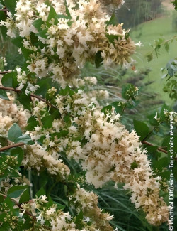ABELIA chinensis - Abélia de Chine