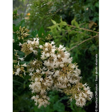 ABELIA chinensis - Abélia de Chine