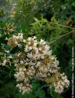 ABELIA chinensis - Abélia de Chine