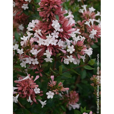 ABELIA AUTUMN FESTIVAL