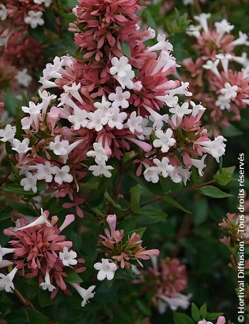 ABELIA AUTUMN FESTIVAL ABELIA AUTUMN FESTIVAL