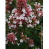 ABELIA AUTUMN FESTIVAL