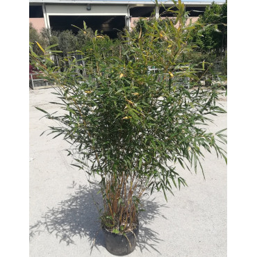 PHYLLOSTACHYS aureosulcata AUREOCAULIS En pot de 10-12 litres hauteur 100-150 cm