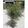 PHYLLOSTACHYS aureosulcata AUREOCAULIS En pot de 10-12 litres hauteur 100-150 cm