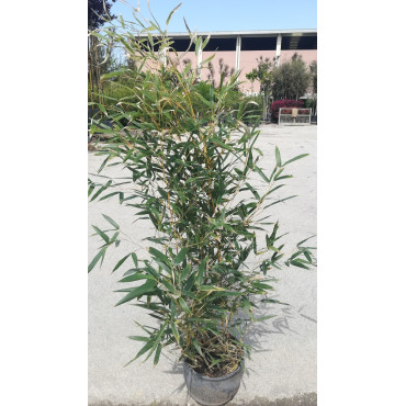 PHYLLOSTACHYS aureosulcata SPECTABILIS En pot de 5-7 litres hauteur 080-100 cm