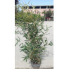 PHYLLOSTACHYS aureosulcata SPECTABILIS En pot de 5-7 litres hauteur 080-100 cm