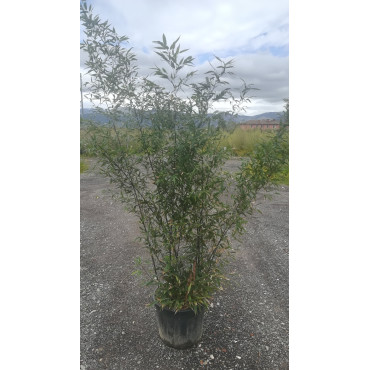 PHYLLOSTACHYS NIGRA En pot de 30-35 litres hauteur 200-250 cm