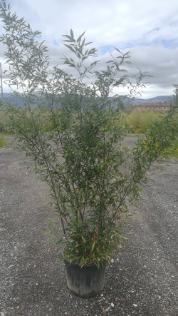 PHYLLOSTACHYS NIGRA En pot de 30-35 litres hauteur 200-250 cm