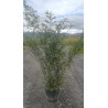 PHYLLOSTACHYS NIGRA En pot de 30-35 litres hauteur 200-250 cm