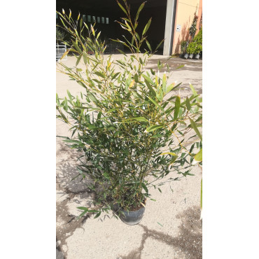 PHYLLOSTACHYS BISSETII En pot de 5-7 litres hauteur 080-100 cm