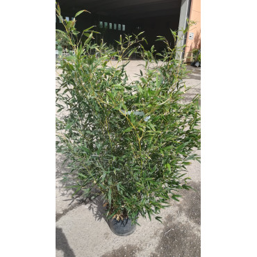 PHYLLOSTACHYS BISSETII En pot de 10-12 litres hauteur 100-150 cm