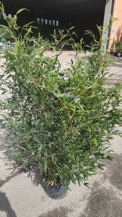 PHYLLOSTACHYS BISSETII En pot de 10-12 litres hauteur 100-150 cm