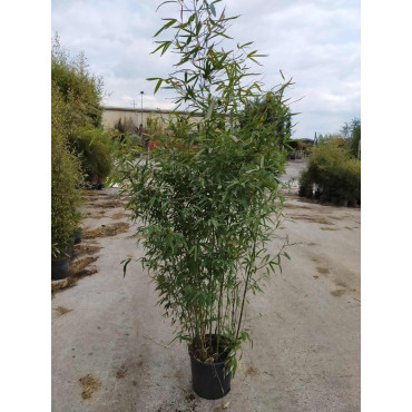 PHYLLOSTACHYS BISSETII En pot de 15-20 litres hauteur 150-200 cm