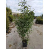 PHYLLOSTACHYS BISSETII En pot de 15-20 litres hauteur 150-200 cm