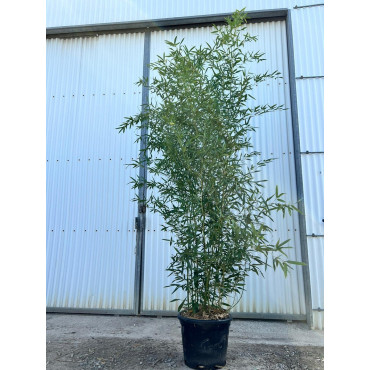 PHYLLOSTACHYS BISSETII En pot de 30-35 litres hauteur 250-300 cm