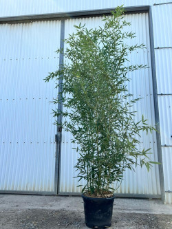 PHYLLOSTACHYS BISSETII En pot de 30-35 litres hauteur 250-300 cm