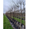PRUNUS subhirtella AUTUMNALIS En pot de 30-35 litres tige hauteur du tronc 190-210 cm circonférence du tronc 10-12 cm