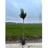 PRUNUS lusitanica ANGUSTIFOLIA En pot tige hauteur du tronc 190-210 cm circonférence du tronc 08-10 cm
