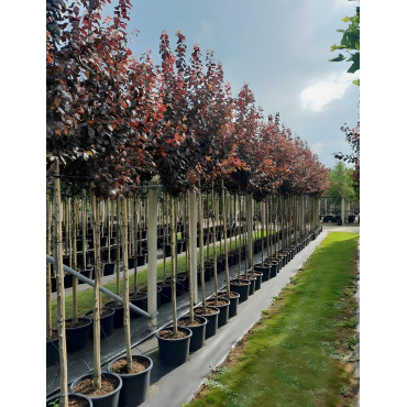 PRUNUS cerasifera ATROPURPUREA En pot de 15-20 litres tige hauteur du tronc 190-210 cm circonférence du tronc 06-08 cm