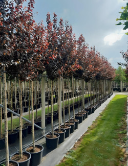 PRUNUS cerasifera ATROPURPUREA En pot de 15-20 litres tige hauteur du tronc 190-210 cm circonférence du tronc 06-08 cm