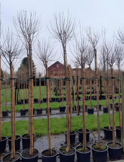 PRUNUS fruticosa GLOBOSA En pot de 30-35 litres tige hauteur du tronc 190-210 cm