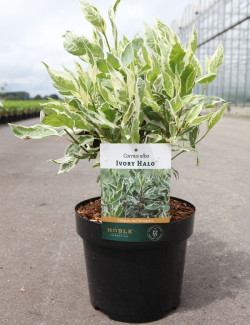 CORNUS alba IVORY HALO® - Cornouiller blanc En pot de 3-4 litres buisson hauteur 040-060 cm