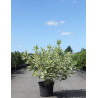 CORNUS alba IVORY HALO® - Cornouiller blanc En pot de 10-12 litres buisson hauteur 080-100 cm