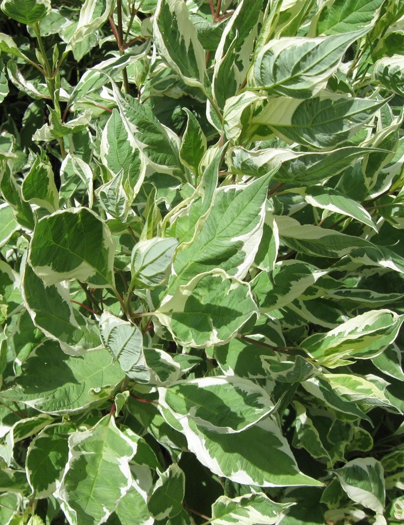 CORNUS alba IVORY HALO® - Cornouiller blanc CORNUS alba IVORY HALO® - Cornouiller blanc
