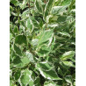 CORNUS alba IVORY HALO® - Cornouiller blanc