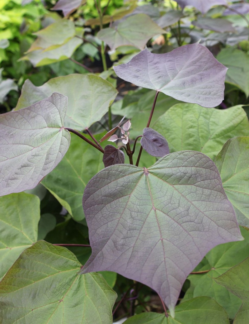 CATALPA erubescens PURPUREA.JPG CATALPA erubescens PURPUREA.JPG