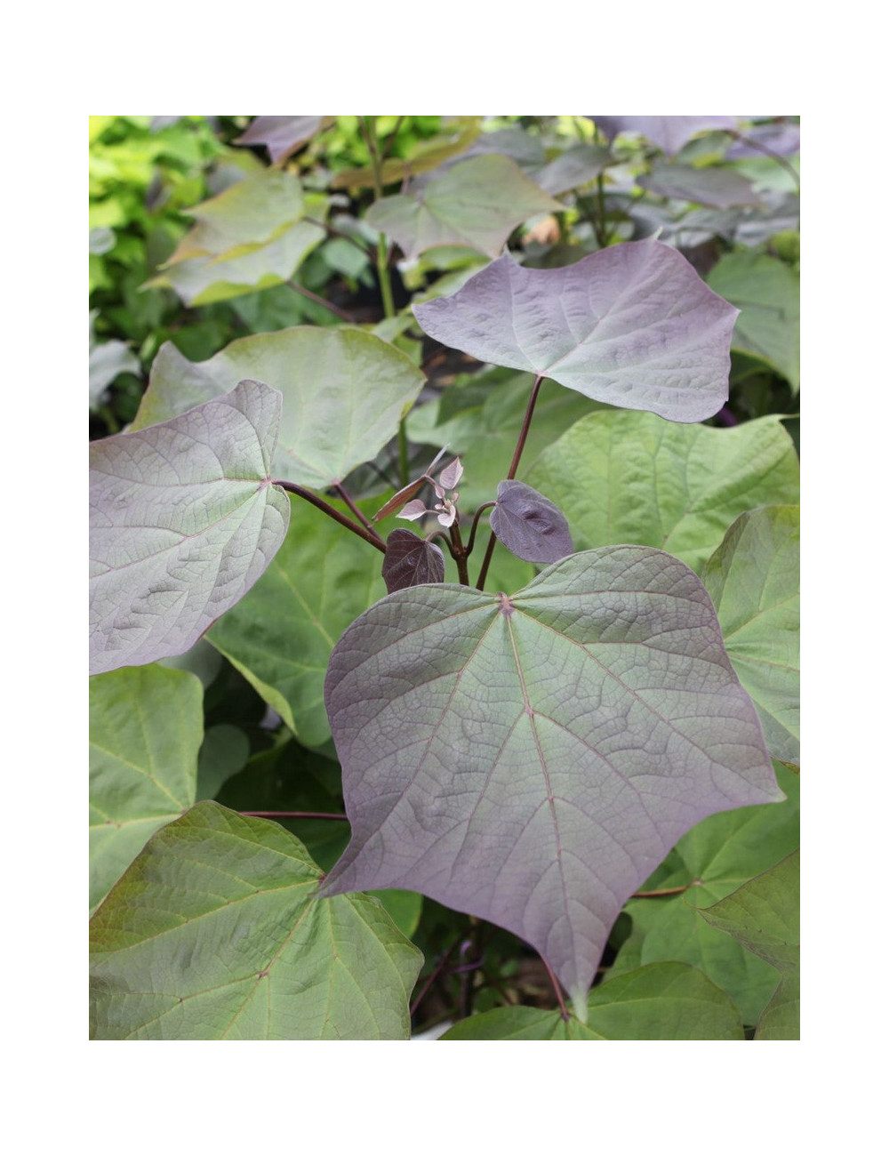 CATALPA erubescens PURPUREA.JPG