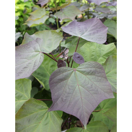 CATALPA erubescens PURPUREA.JPG