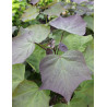 CATALPA erubescens PURPUREA.JPG