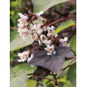 CATALPA erubescens PURPUREA.jpg
