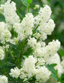 CEANOTHUS thyrsiflorus MILLERTON POINT - Céanothe
