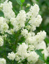 ceanothe-millerton-point-ceanothus-thyrsiflorus-millerton-point.jpg
