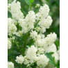 CEANOTHUS thyrsiflorus MILLERTON POINT - Céanothe