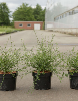 CEANOTHUS thyrsiflorus MILLERTON POINT - Céanothe En pot de 3-4 litres buisson hauteur 030-040 cm