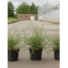 CEANOTHUS thyrsiflorus MILLERTON POINT - Céanothe En pot de 3-4 litres buisson hauteur 030-040 cm