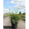 CEANOTHUS thyrsiflorus MILLERTON POINT - Céanothe En pot de 10-12 litres buisson hauteur 040-060 cm