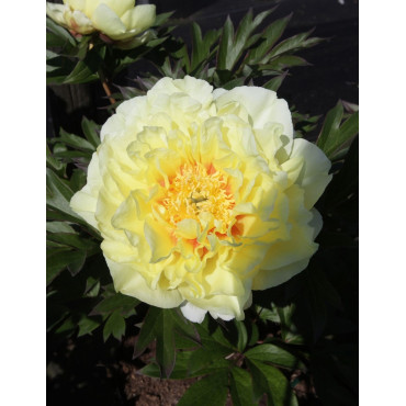 PAEONIA itoh BARTZELLA - Pivoine