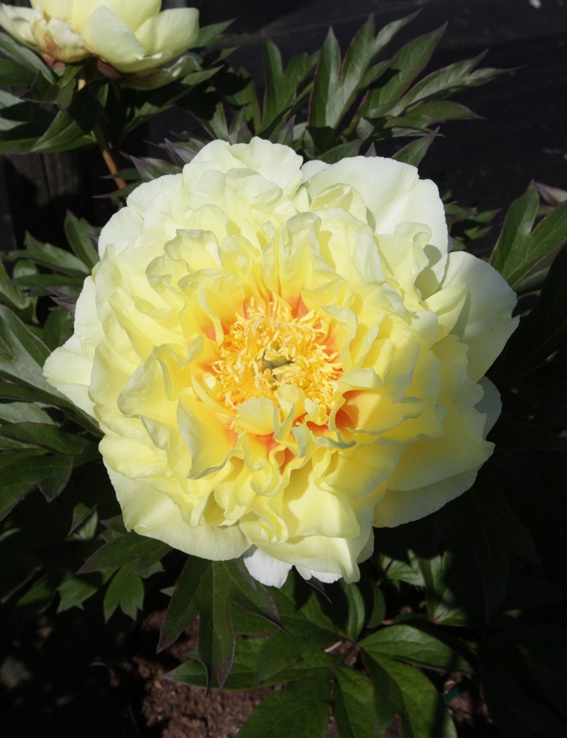 PAEONIA itoh BARTZELLA - Pivoine PAEONIA itoh BARTZELLA - Pivoine