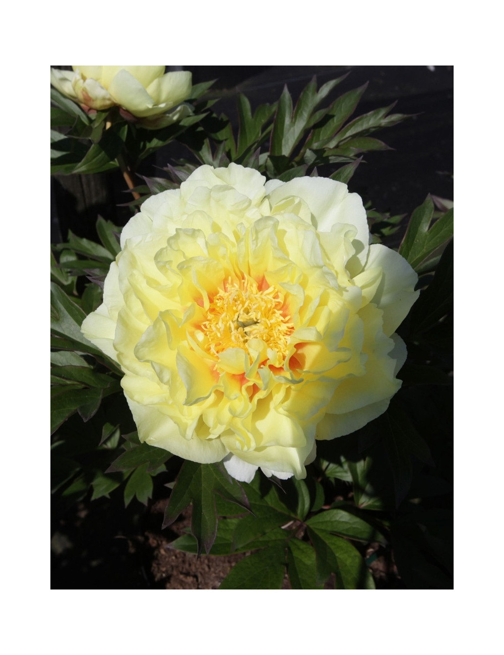 PAEONIA itoh BARTZELLA - Pivoine