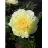 PAEONIA itoh BARTZELLA - Pivoine