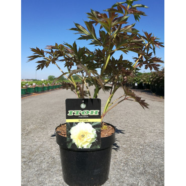 PAEONIA itoh BARTZELLA - Pivoine En pot de 4-5 litres forme buisson