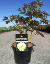 PAEONIA itoh BARTZELLA - Pivoine En pot de 4-5 litres forme buisson