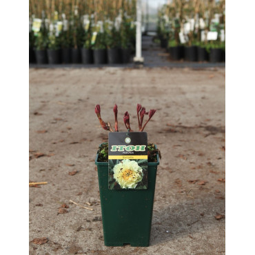 PAEONIA itoh BARTZELLA - Pivoine En pot de 4-5 litres forme buisson